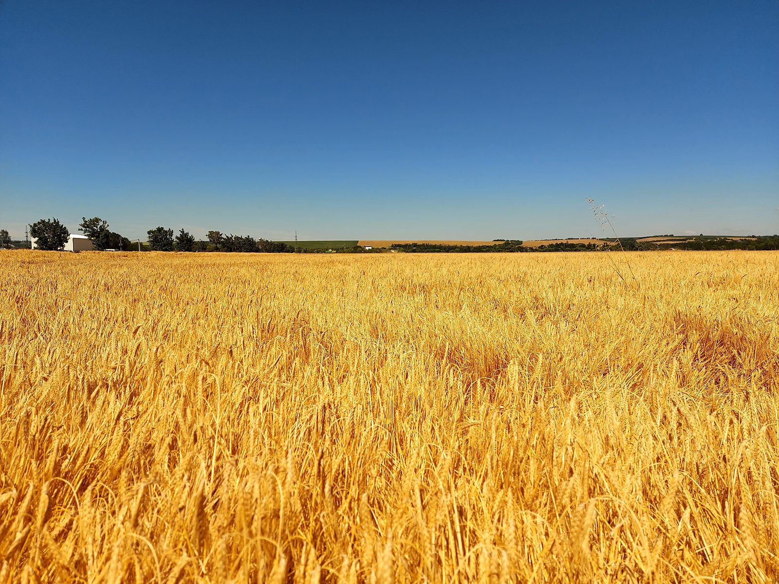 Poľnohospodárska výroba TRITICUM — záber 11