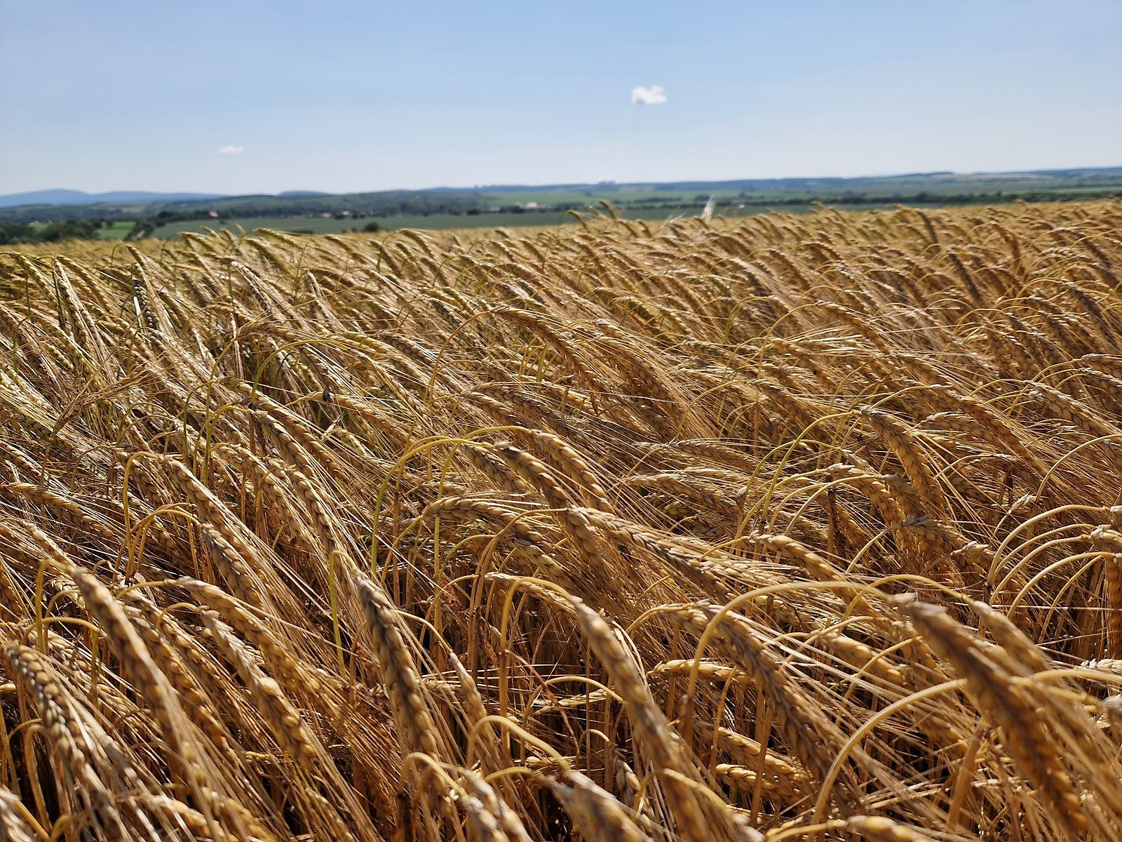 Poľnohospodárska výroba TRITICUM — záber 14